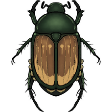 beetle beetle